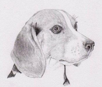 Disegno di un cane