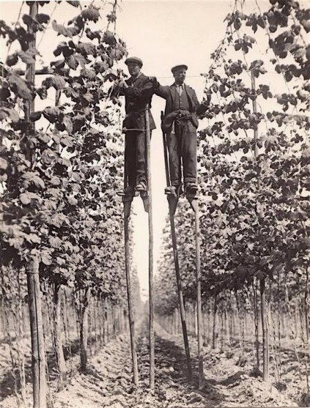 prima della invenzione della potatura