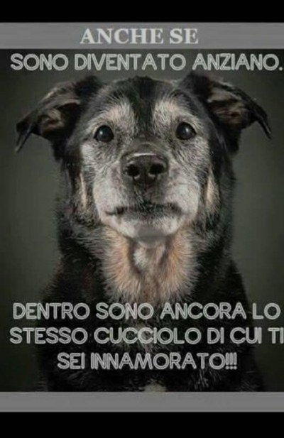 Vignetta cane anziano