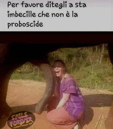 non è la proboscide