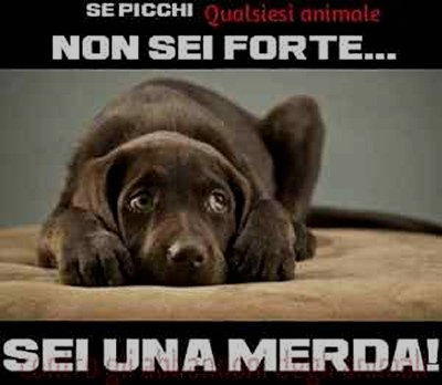 Se picchi un animale