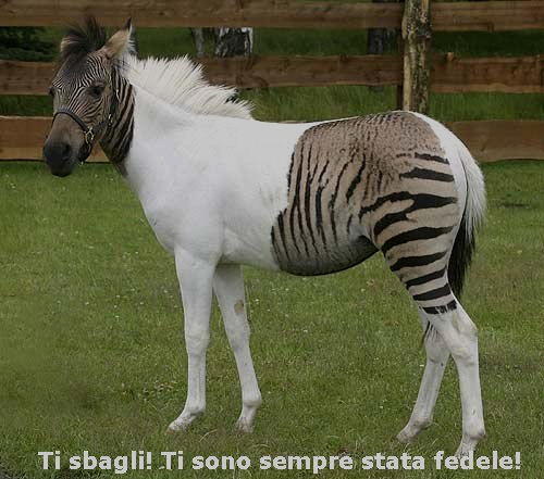 una zebra a pois