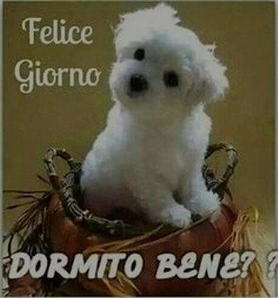 Felice giorno