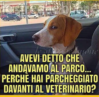 cani dal veterinario