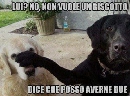 cani lui no biscotto