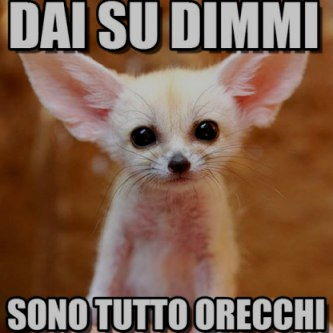 cani sono tutto orecchi