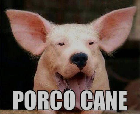 cani porco cane