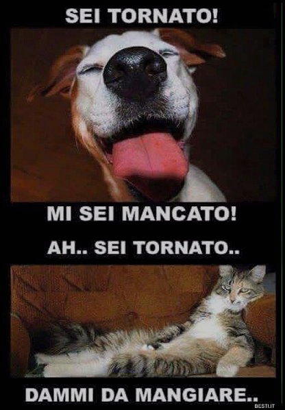 cani sei tornato