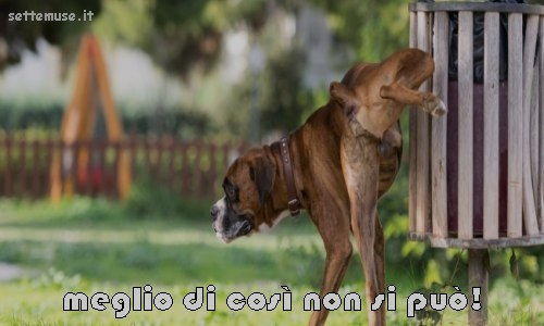 cani meglio di cosi