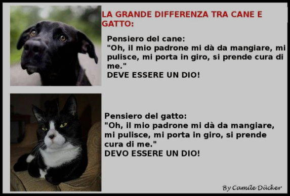 cani differenze cane gatto