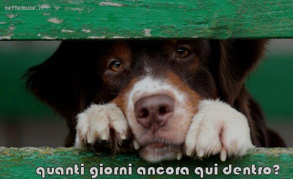 cani quanti giorni ancora