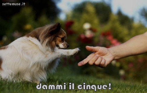 cani dammi il cinque