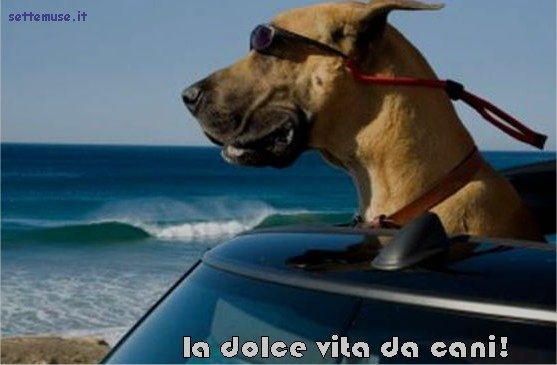 cani la dolce vita