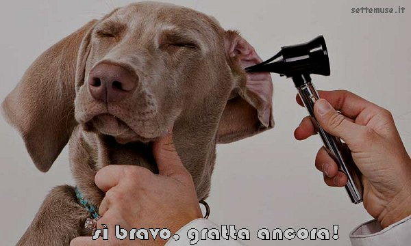 cani sì gratta ancora