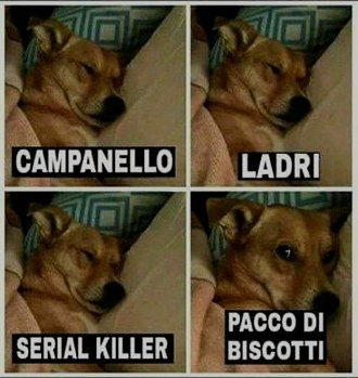 cani campanello ladri biscotti