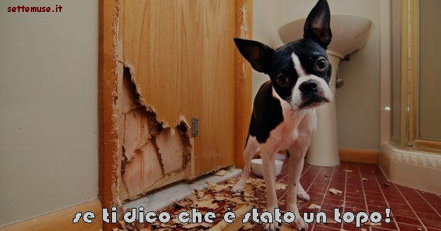 cani è stato un topo