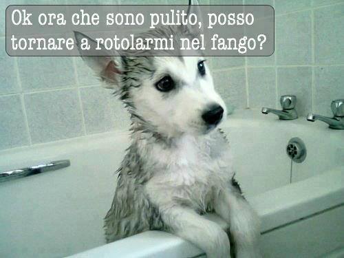 cani ora che sono pulito