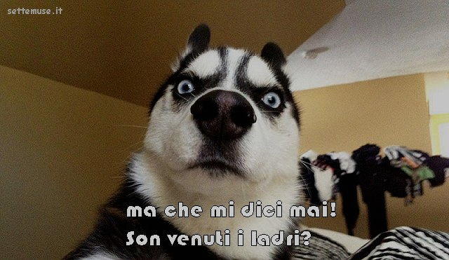 cani ma che mi dici mai