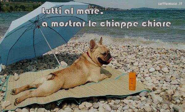 cani tutti al mare