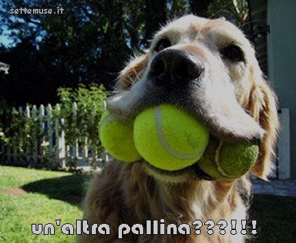 cani un altra pallina