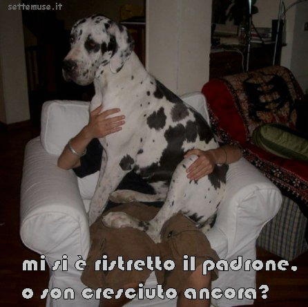 cani mi si è ristretto il padrone