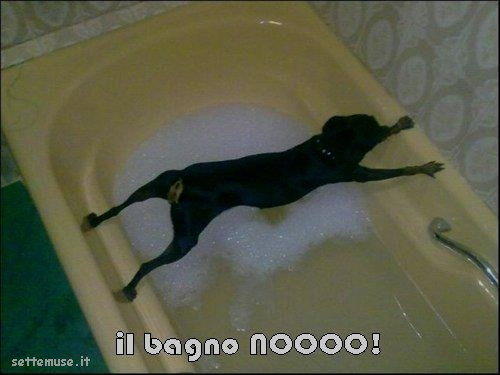 cani il bagno nooo