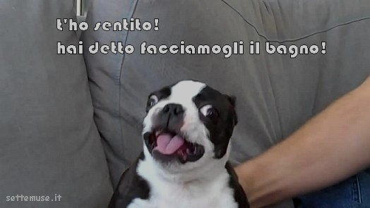 cani hai detto bagnetto