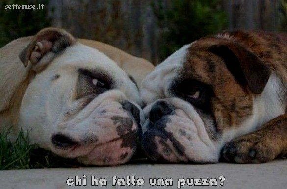 cani chi ha fatto una puzza