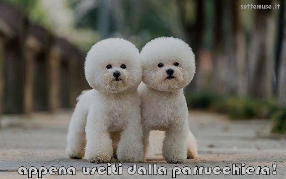 cani usciti dalla parrucchiera