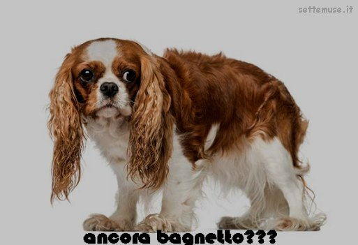 cani ancora bagnetto