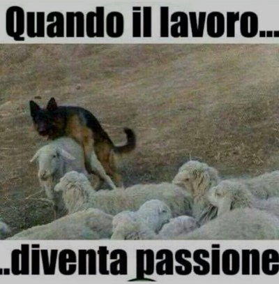 cani quando lavoro diventa passione