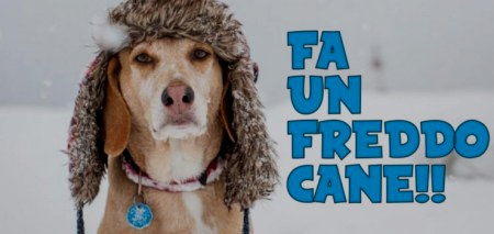 oggi freddo cane