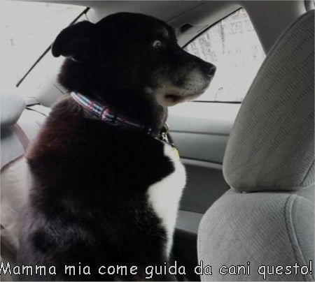 mamma mia come guida da cani questo