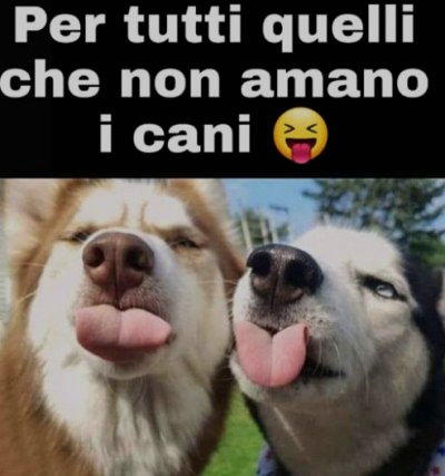 per quelli che non amano cani