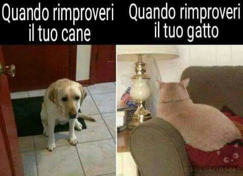 quando rimproveri cane