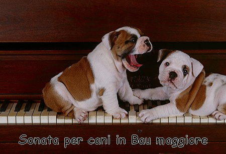 sonata per cani in bau maggiore