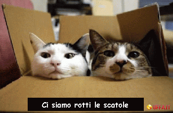 ci siamo rotti le scatole