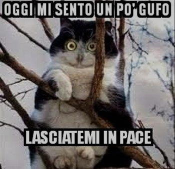 oggi mi sento gufo