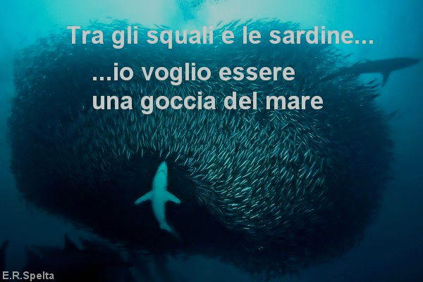 tra squali e sardine