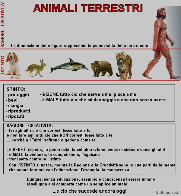 animali terrestri