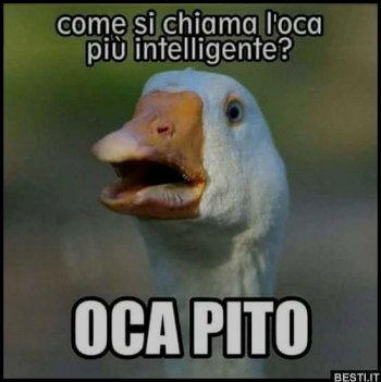 ocapito