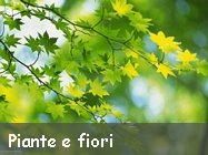 Foto sfondi Piante e fiori